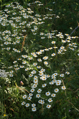 Tripleurospermum caucasicum