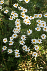 Tripleurospermum caucasicum