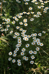 Tripleurospermum caucasicum
