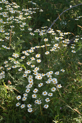 Tripleurospermum caucasicum