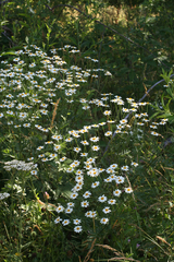 Tripleurospermum caucasicum