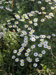 Tripleurospermum caucasicum