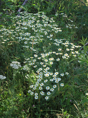 Tripleurospermum caucasicum
