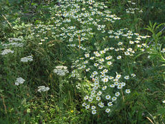 Tripleurospermum caucasicum