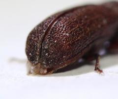 Heterobostrychus brunneus