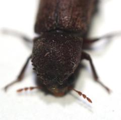 Heterobostrychus brunneus