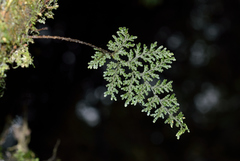 Hymenophyllum plicatum