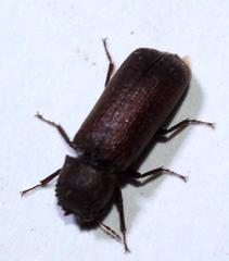 Heterobostrychus brunneus