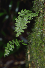 Hymenophyllum pectinatum