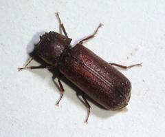 Heterobostrychus brunneus