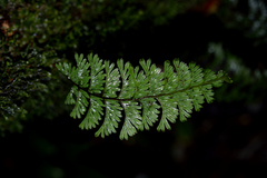 Hymenophyllum pectinatum