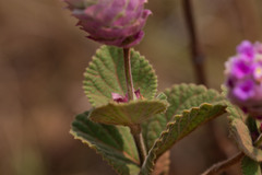 Lippia lupulina