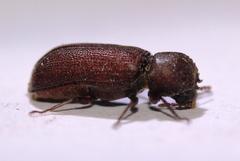 Heterobostrychus brunneus