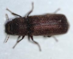 Heterobostrychus brunneus