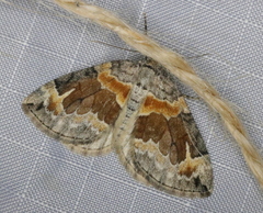Dysstroma hersiliata