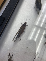 Dissosteira carolina