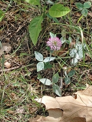 Trifolium pratense