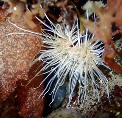 Sagartiogeton undatus