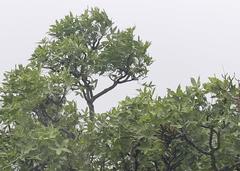 Cussonia natalensis