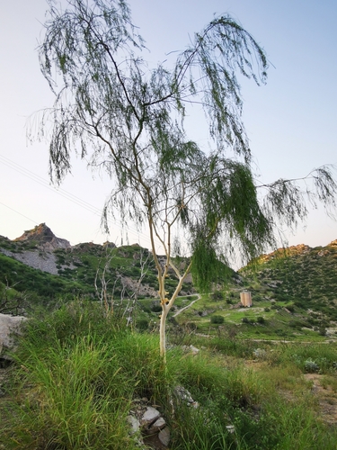 Willard's Acacia