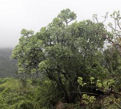 Cussonia natalensis
