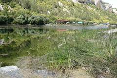 Schoenoplectus litoralis