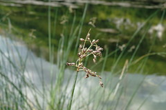 Schoenoplectus litoralis