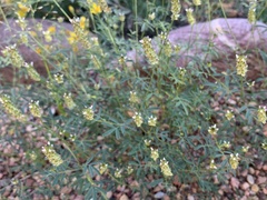 Dalea polygonoides