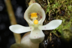 Schlimia jasminodora