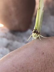 Gonepteryx cleopatra