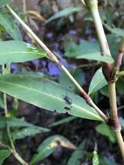 Disonycha pensylvanica