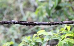 Cryptolepis cryptolepioides