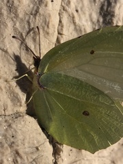 Gonepteryx cleopatra