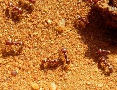 Tetramorium solidum