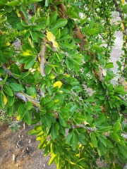 Fouquieria macdougalii