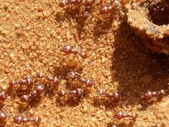 Tetramorium solidum