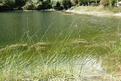 Schoenoplectus litoralis