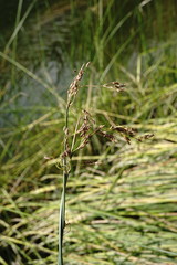 Schoenoplectus litoralis