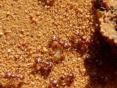 Tetramorium solidum