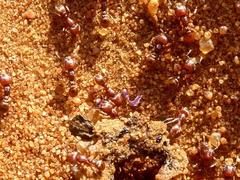 Tetramorium solidum
