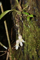 Schlimia jasminodora