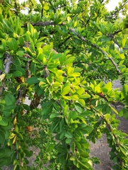 Fouquieria macdougalii