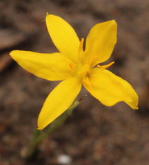 Hypoxis filiformis
