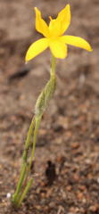 Hypoxis filiformis