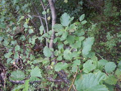 Alnus hirsuta