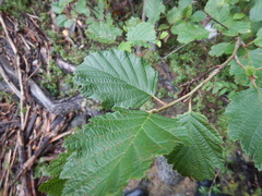 Alnus hirsuta