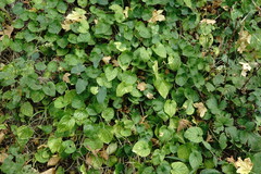 Viola suavis