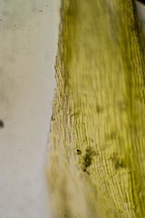 Sarmentypnum tundrae