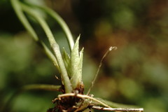 Viola suavis