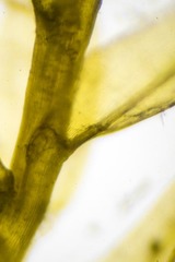 Sarmentypnum tundrae